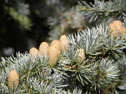 19th Sep 2012 - Pine cones