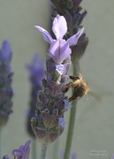 2nd Oct 2012 - Lavender and friend