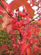 2nd Oct 2012 - spindleberries