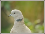 2nd Oct 2012 - Dove portrait