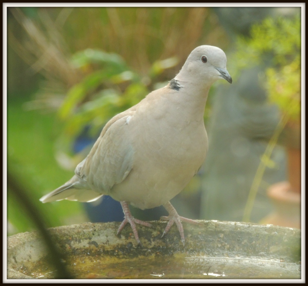 Dove on the bath by rosiekind