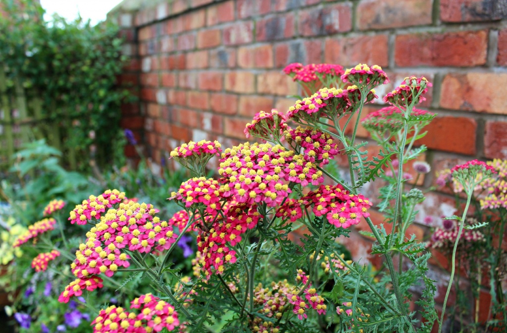 Achillea. by happypat