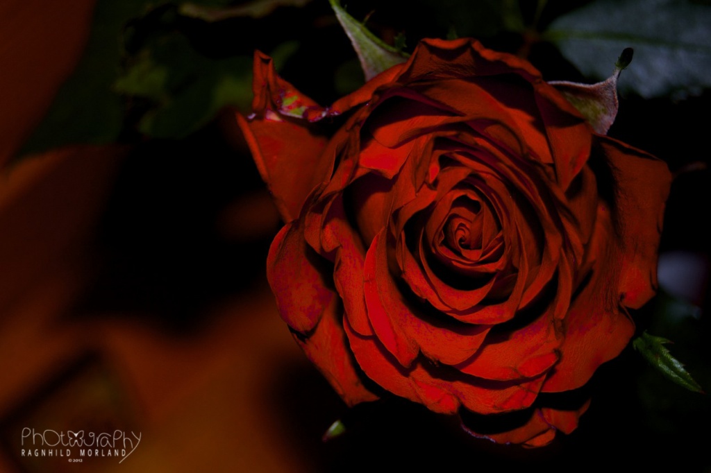 Red Rose by ragnhildmorland