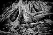 30th Sep 2012 - Tree Trunk and Stones