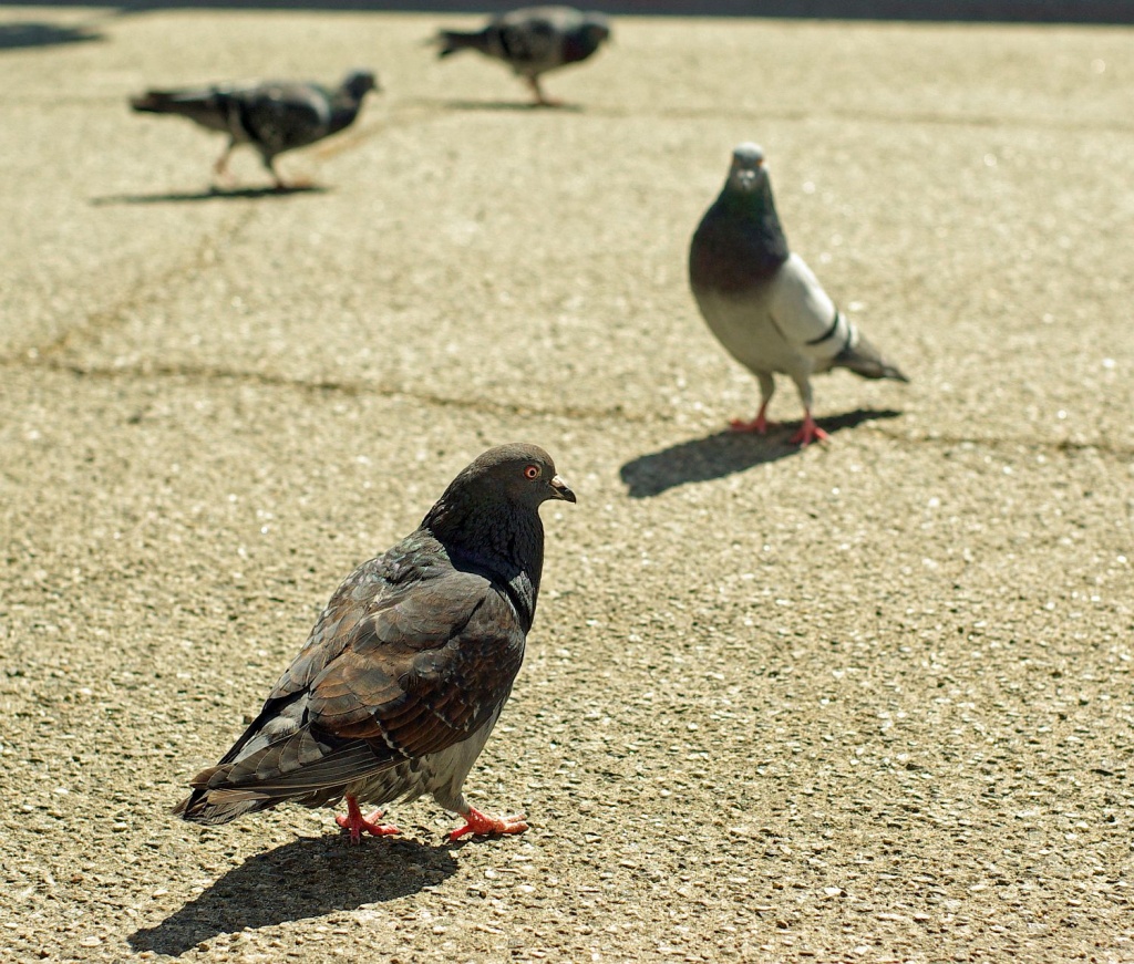 (Day 231) - Friendly Neighborhood Pigeon Crew by cjphoto