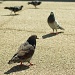 (Day 231) - Friendly Neighborhood Pigeon Crew by cjphoto