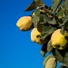 fruit by peadar