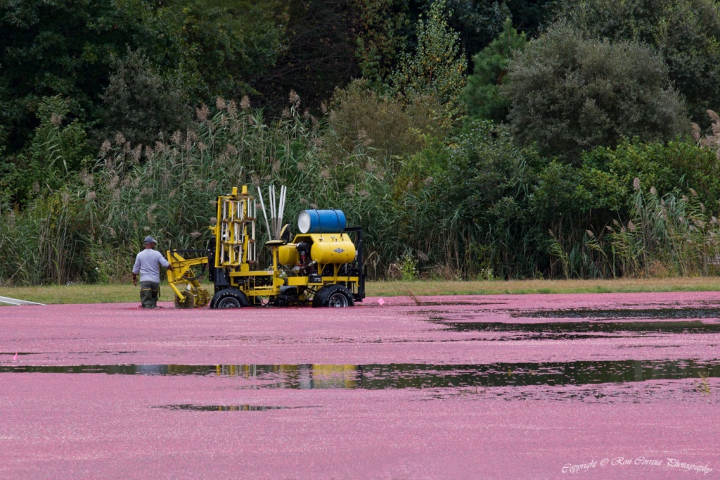 Cranberry Harvest by kannafoot