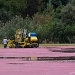 Cranberry Harvest by kannafoot