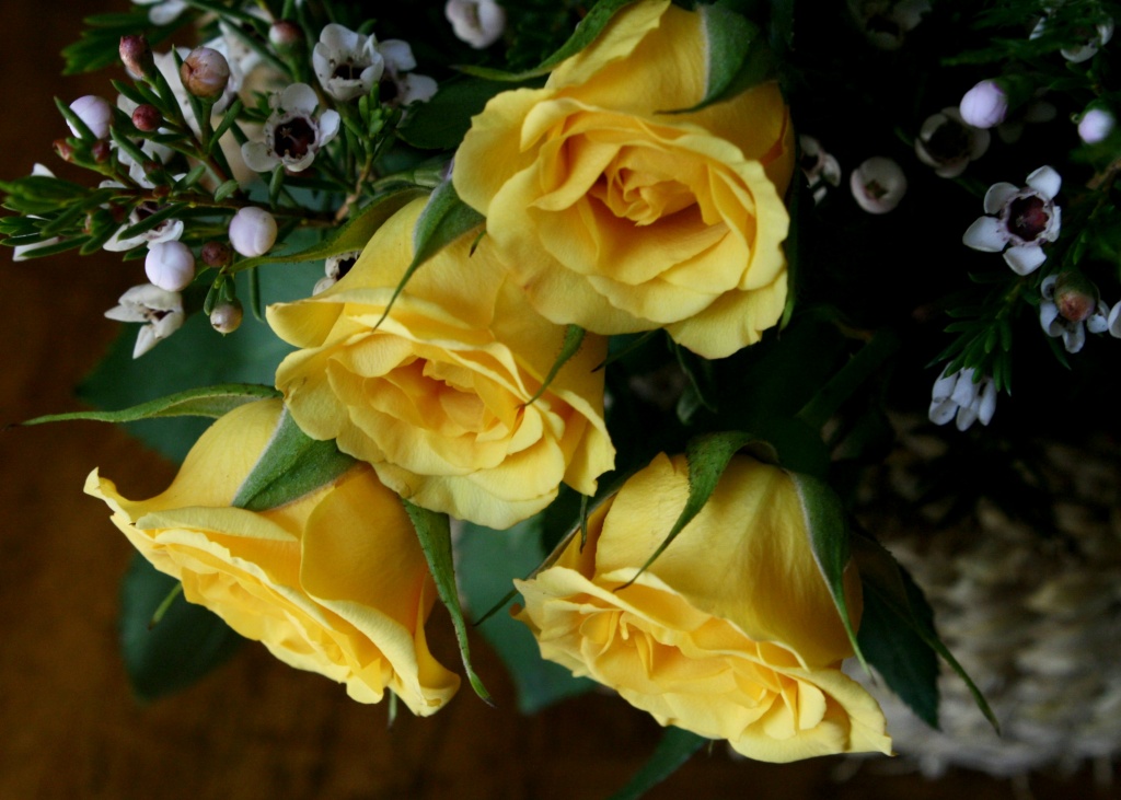 Yellow roses by mittens