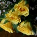 Yellow roses by mittens