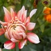 first dahlia by seattle