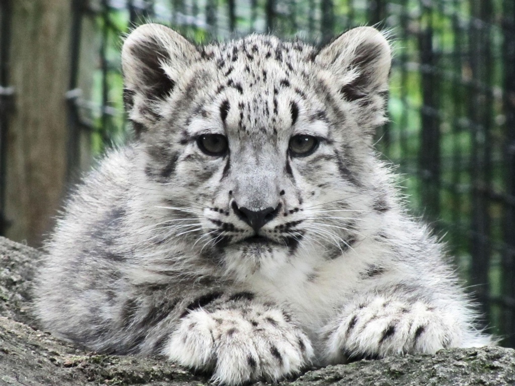 Baby snow leopard by maggie2