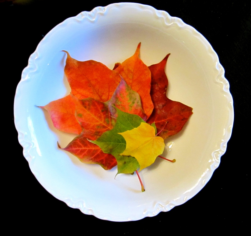 Leaves in a Bowl by houser934