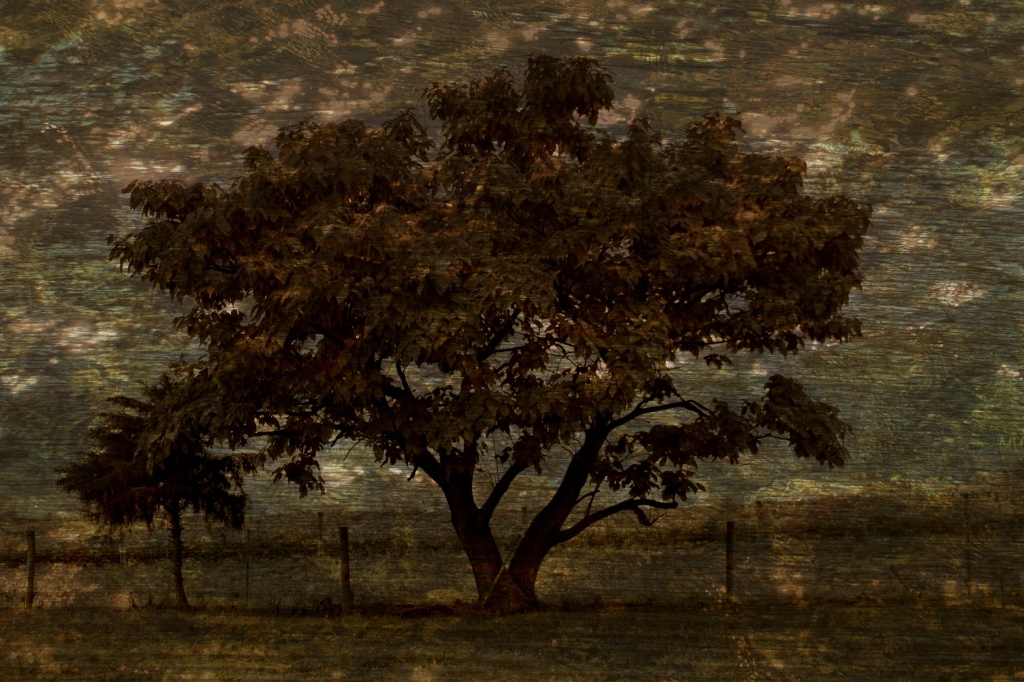 Tree In Meadow by digitalrn