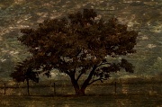 3rd Oct 2012 - Tree In Meadow