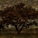 Tree In Meadow by digitalrn