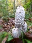 2nd Oct 2012 - From the Forest Floor