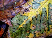 3rd Oct 2012 - Leaves