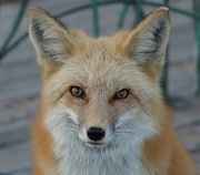 1st Oct 2012 - foxfoto