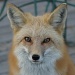 foxfoto by dmdfday
