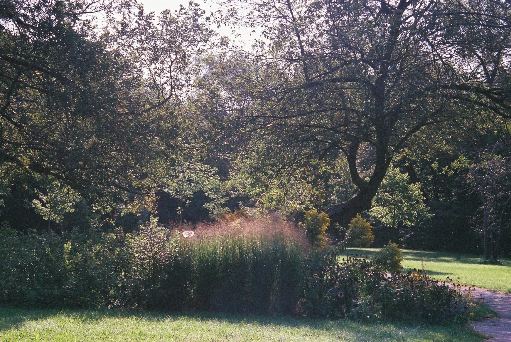 Film Lives - Trees and Grass by northy