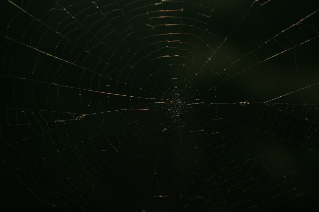 The Web by wenbow