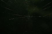 3rd Oct 2012 - The Web