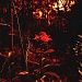 Redscale by peterdegraaff