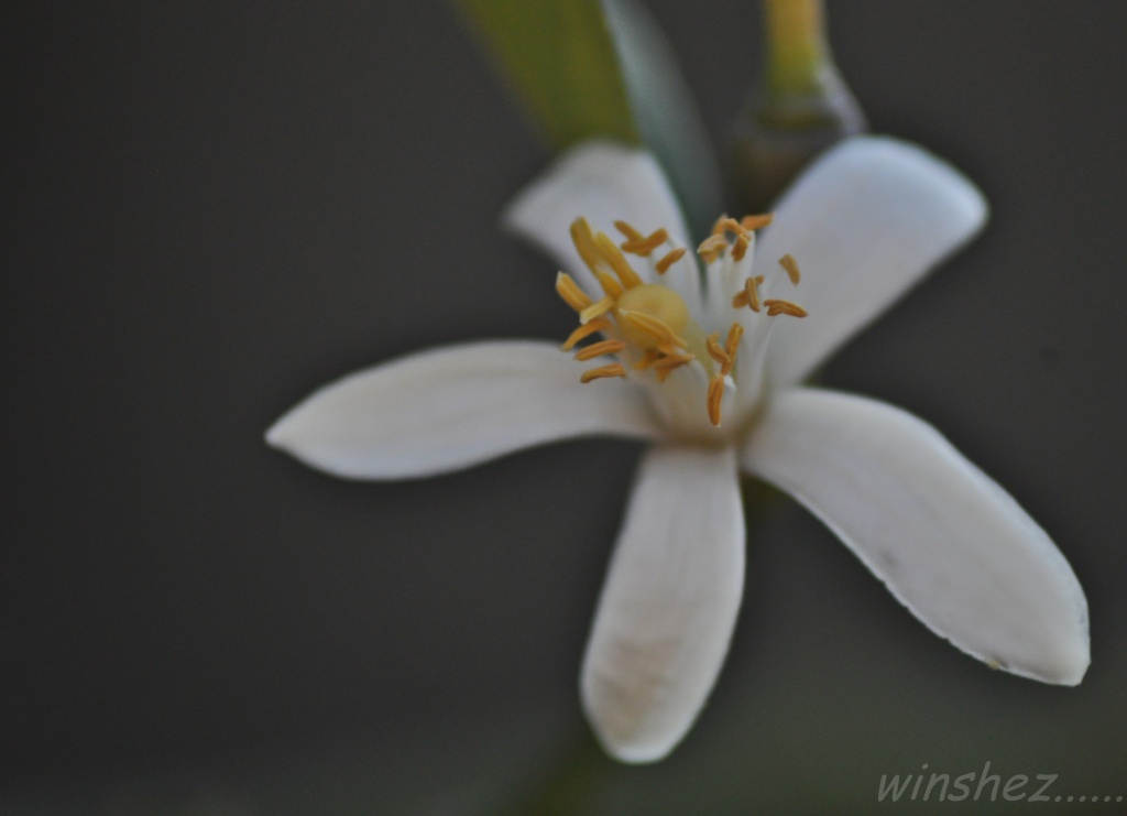 citrus flower by winshez