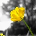 Build me up Buttercup by filsie65
