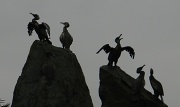 3rd Oct 2012 - Cormorant Sculptures