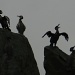 Cormorant Sculptures by if1