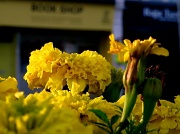 3rd Oct 2012 - Yellow flower beds