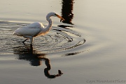 3rd Oct 2012 - White Egret Raised By Seagulls