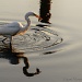 White Egret Raised By Seagulls by jgpittenger