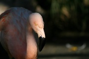 3rd Oct 2012 - Flamingo