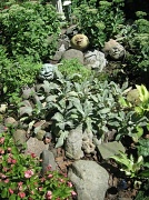 30th Aug 2012 - A Happy Garden