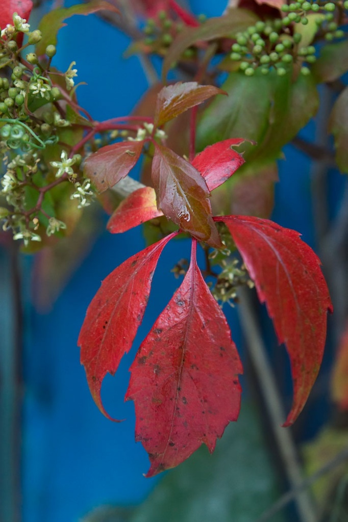Autumn Colour by harveyzone