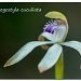 'lemon cap' orchid by ltodd