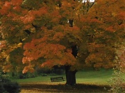 3rd Oct 2012 - Best Tree Ever