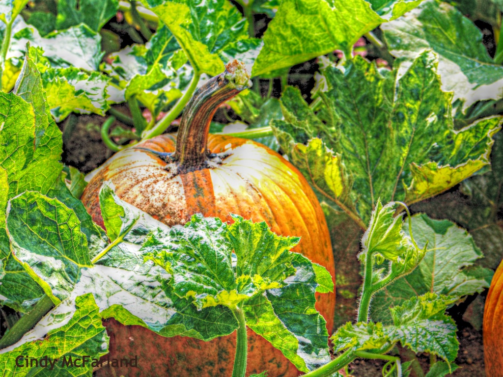Pumpkin Waiting to be Picked by cindymc