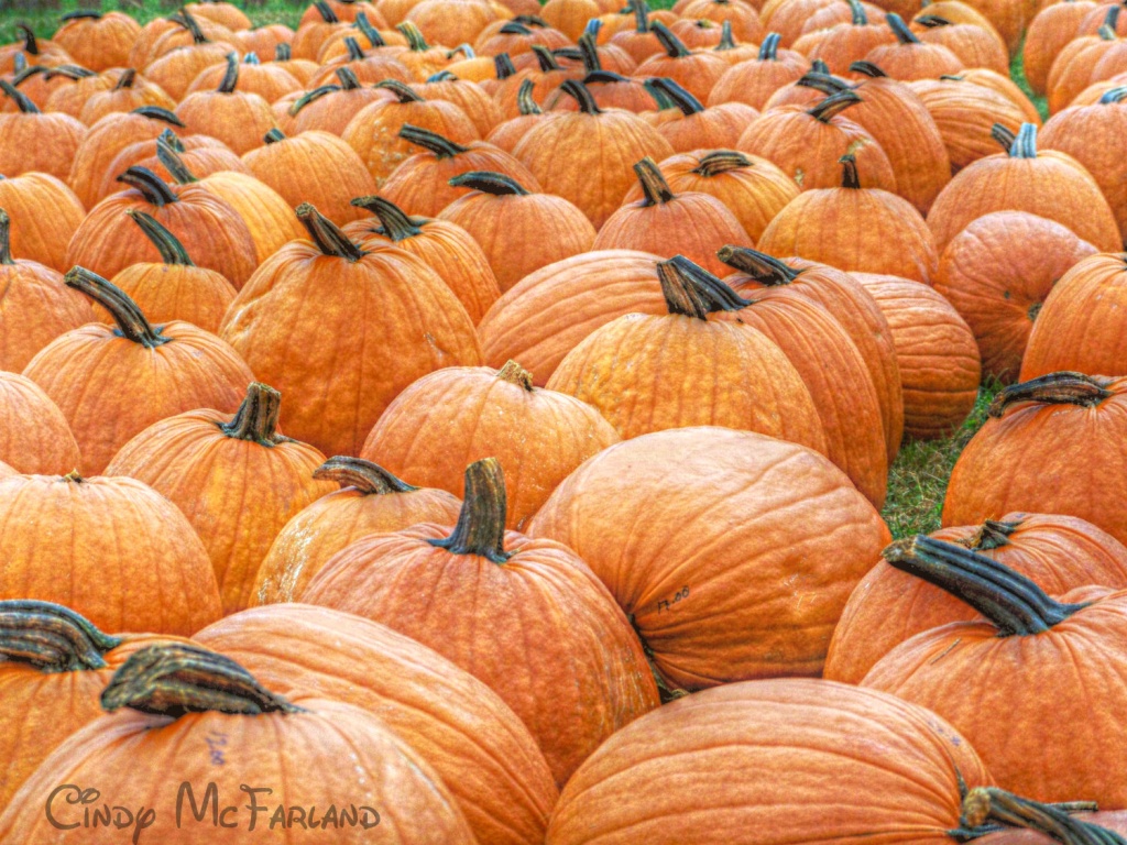 Pumpkins for Sale! by cindymc