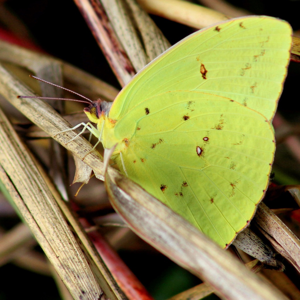 Cloudless Sulphur by cjwhite