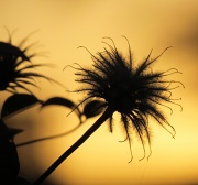 3rd Oct 2012 - Clematis at Sunset