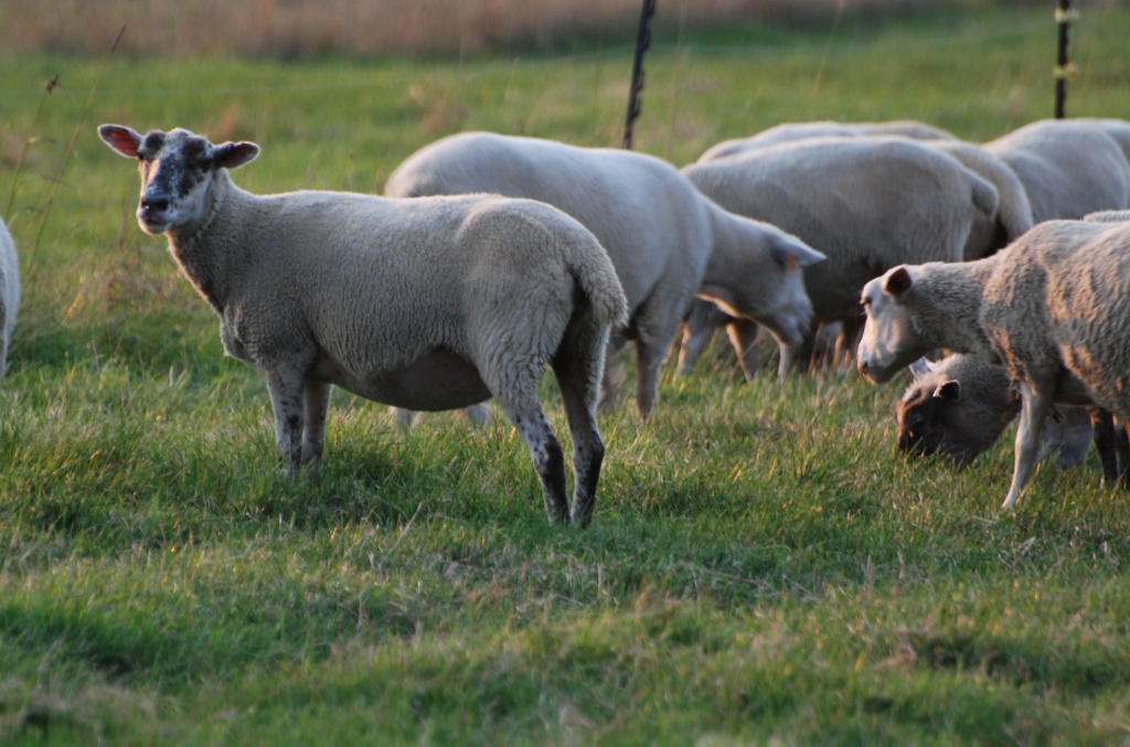 Sheep by farmreporter