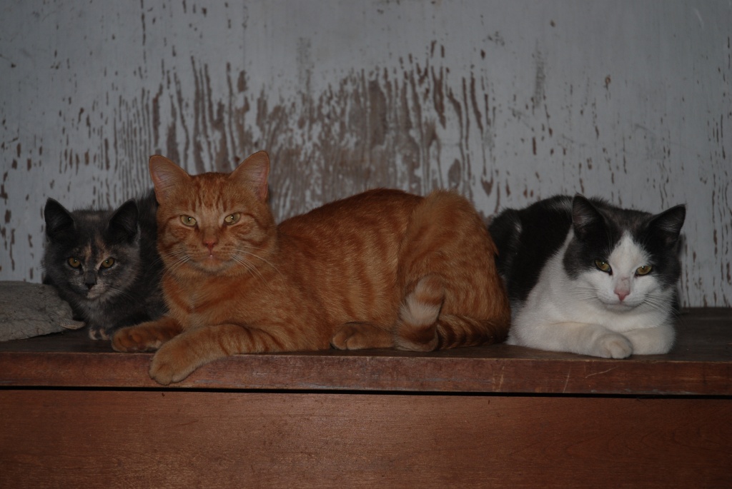 Barn Cats by farmreporter