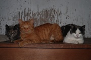 7th Sep 2012 - Barn Cats