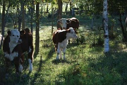 8th Sep 2012 - Cow check
