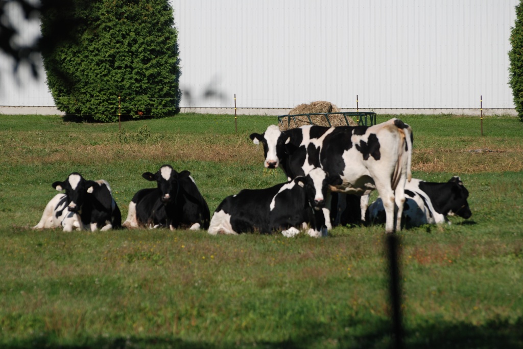 Dairy cows by farmreporter